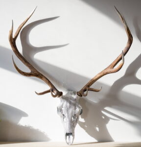Lotty Smith '12 Point Red Deer Private Estate in the Alba Scottish Highlands'