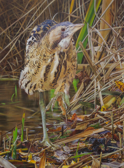 Bog Bumper Emerging from the Moss - Winner of the New Light Patron's Choice Award 2023