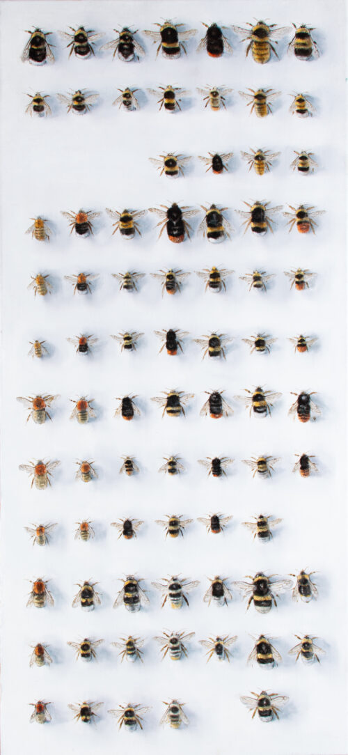 Bombus Britannia - Winner of The New Light Visitors' Choice Award