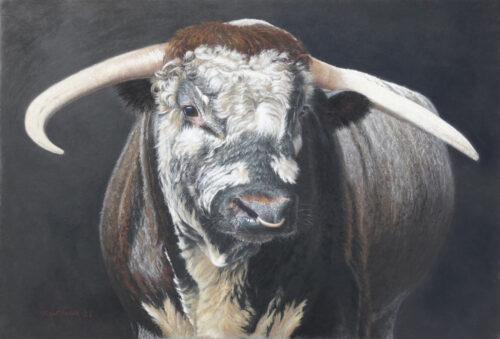 English Longhorn Bull